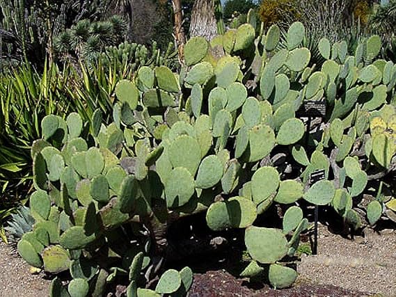 Spineless Tiger Tongue Cacanapa Ellisiana Prickly Pear Live Cactus - 2 Med Size Pads