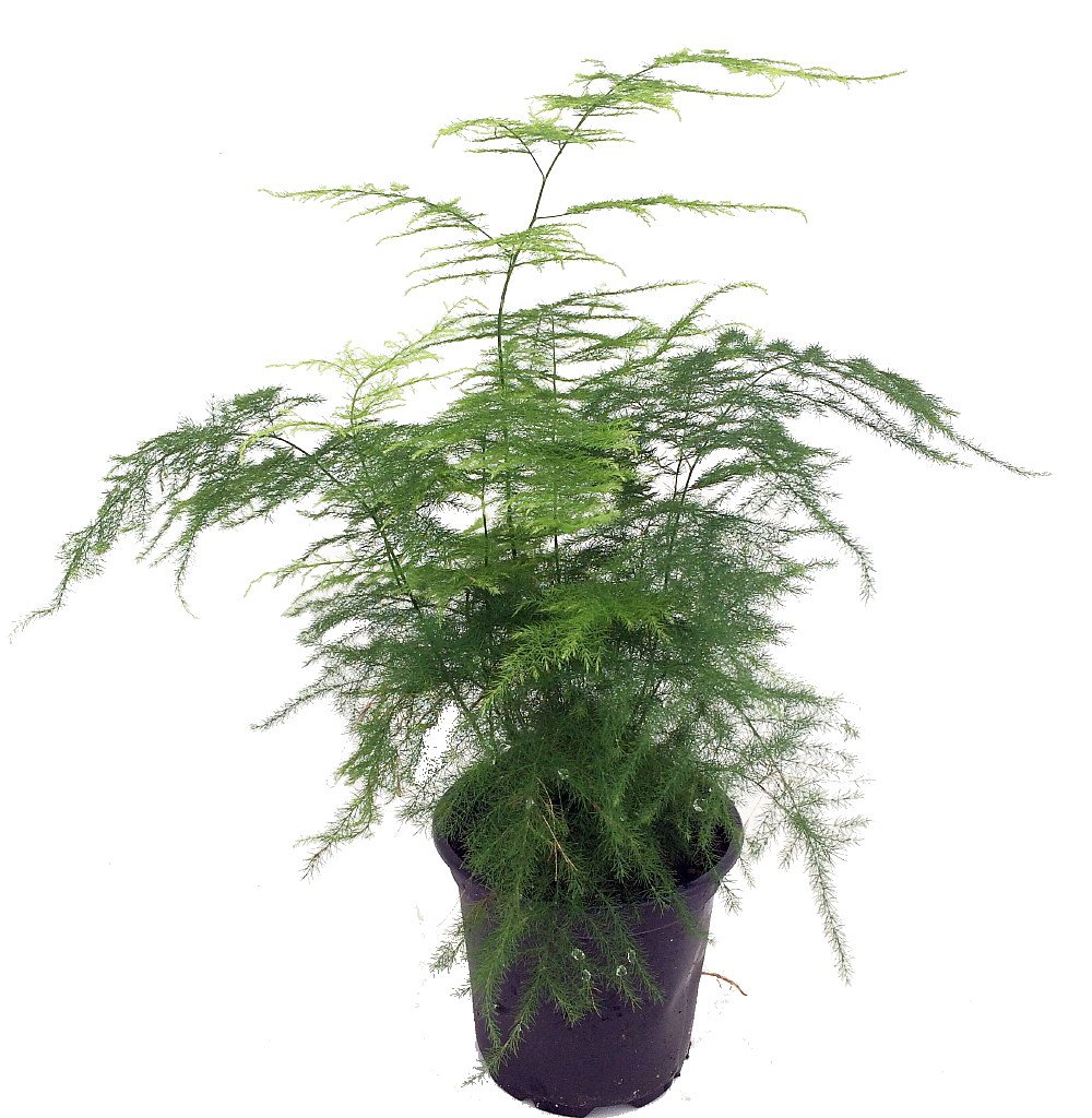 Fern Leaf Plumosus Asparagus Fern - 4 Pot - Easy to Grow - Great Houseplant