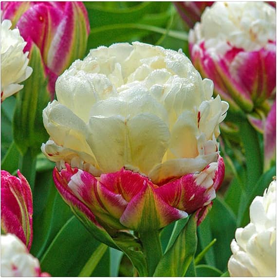Wedding Flowers, Easy Plant, Tulip Bulbs-Hardy Perennial, Tulip Plant, Ornamental Flowers, 3bulbs-h