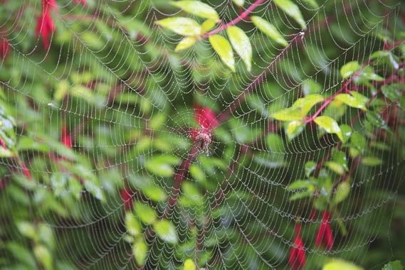 Posterazzi Spider Web Poster Print, (19 x 12)