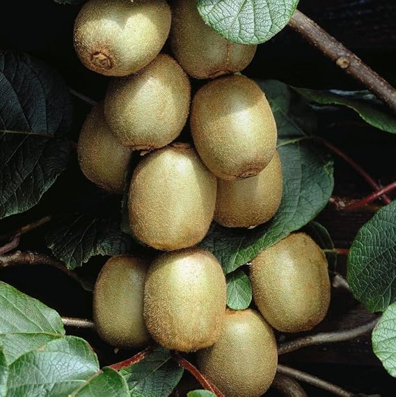 Kiwi 'Hayward' - Exceptional Flavor and Reliable Cropping | Fragrant Flowers and Large Fruits 15cm Pot x 1 by Thompson & Morgan