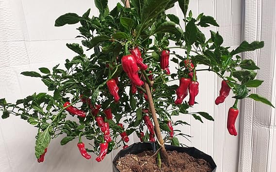 Pepperoncini Italian 5 Chilli Seeds by CHILLLIESontheWEB - Pick and Mix Get 4 for 3