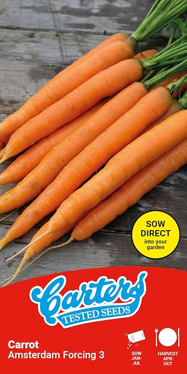 Carters Carrot Amsterdam Forcing Seeds Easy Grow Early Harvest Garden Vegetable Seeds Ideal for Pots Raised Beds Indoor Forcing