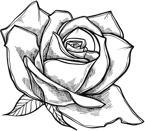 Magnet Black and White Rose Flower Sketch Magnetic Vinyl Magnet Bumper Sticker (4" Wide)
