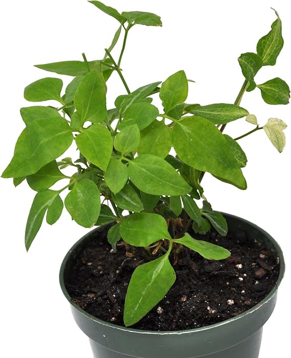 Clematis terniflora 'Paniculata', Sweet Autumn Clematis, Flowering Plant, Cnt Sz: 4.5"
