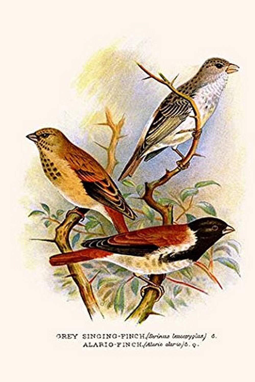 Buyenlarge 0-587-29593-7-C2842 Grey Singing Finch or Canary & Alario Finch Gallery Wrapped Canvas Print, 28 x 42"