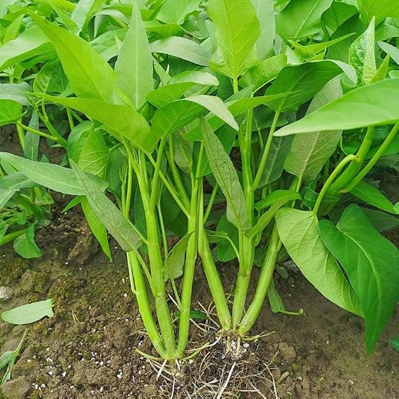 600+ Kong Xin CAI Seeds Kangkong Vegetable Water Spinach for Planting, 1oz Non-GMO Asian Green Leaf Garden Choy Seeds