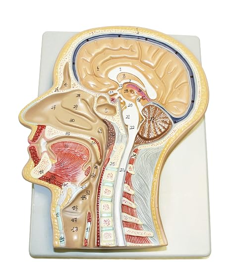 JS00083 Sagittal Section of The Head