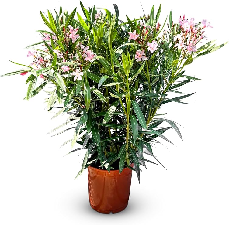 Sunny Tree Oleander - Colour Pink - 80/100 cm - Nerium Oleander Plant for Outdoor Use - Evergreen in Winter - Mediterranean Plant