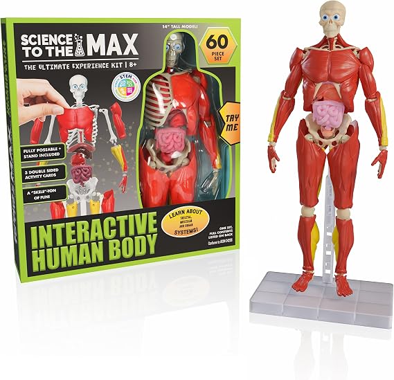 Be Amazing! Toys Interactive Human Body Anatomy Figure, 60 Pieces, Ages 8+