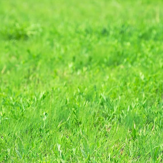 Mountain Valley Seed Co Grass Seeds - Dryland Pasture Mix - 25 Lbs Bulk | Crested, Slender, Intermediate Wheatgrass & Meadow Brome, Orchardgrass & More