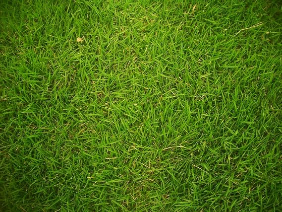 Real Yard Grass ~ Edible Cake Topper!!!