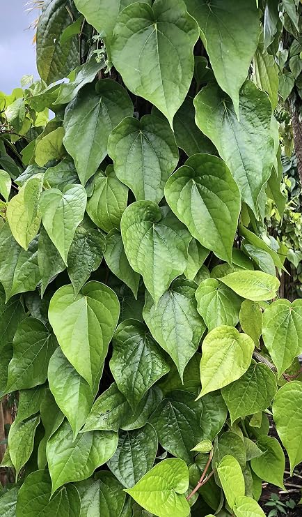 Fresh, Organically Grown Betel Leaf, Paan, Piper Betel, (NOT A PLANT) Shipped from South Florida (25)