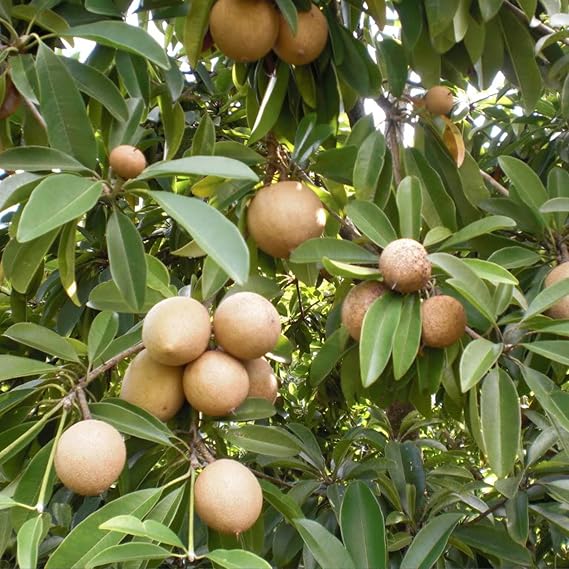 Sapodilla Tree Seeds (Manilkara zapota) 3 Seeds | Also called Chikoo; woody perennial; USDA zones 10B-11.