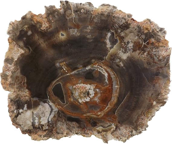 Petrified Wood Slab, a Polished Fossil Stone Tree Specimen Slice from Madagascar, Each Piece Different for a Unique Gift, Medium 2 1/2"-4 1/2" Size